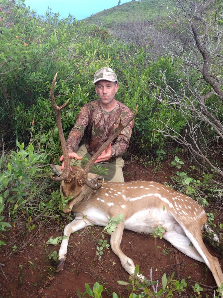 Lanai Hunting Axis Deer And Mouflon Ram Story by 2good2 Photobucket